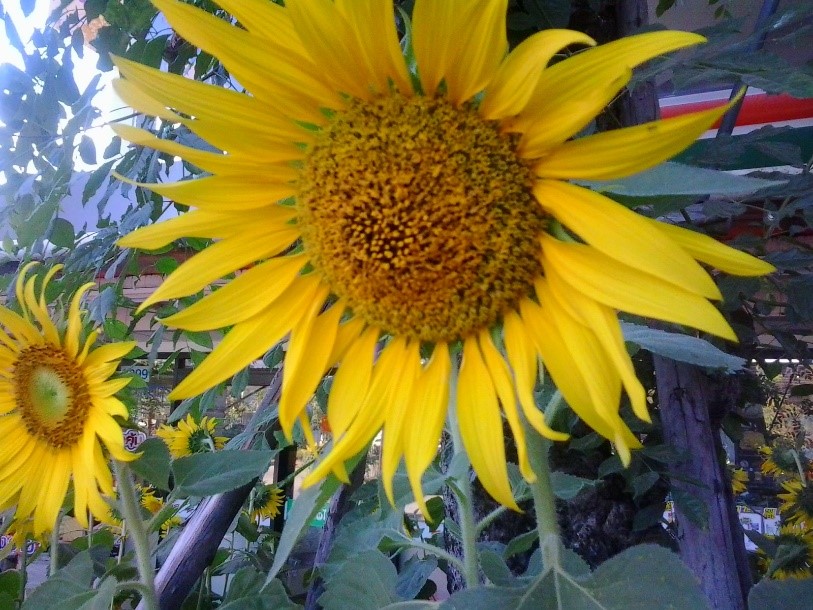 Description: C:\Users\user\Desktop\DCIM\Camera\2016-12-23 09.51.34.jpg