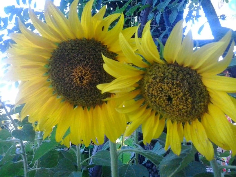 Description: C:\Users\user\Desktop\2016-12-23 09.51.44.jpg